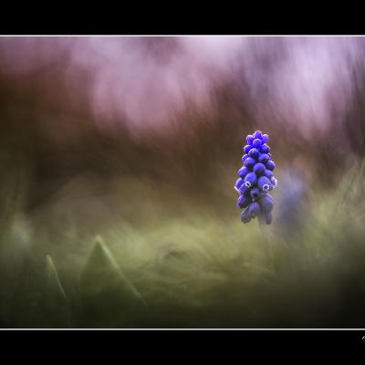 Muscari2 copie