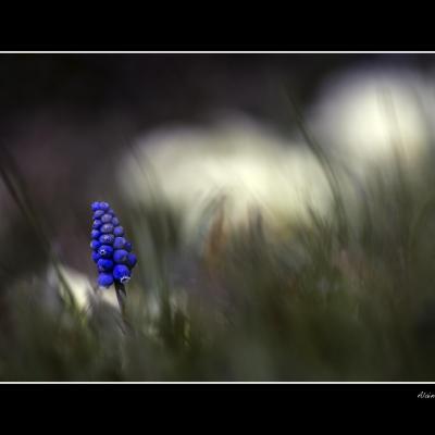 Muscari5 copie