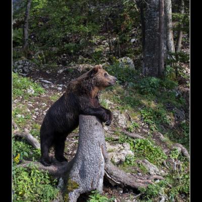 Ours1 copie