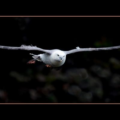 Petrel fulmar