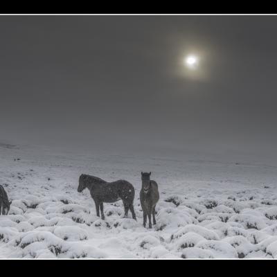 Chevaux - i97 