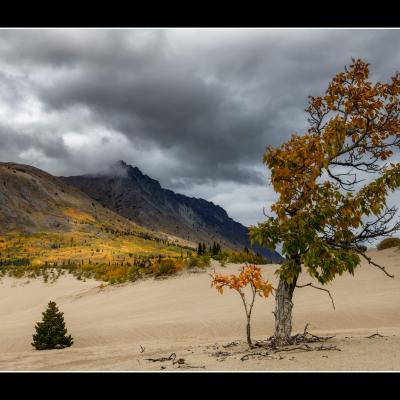 Carcross Desert - YUKALAS65