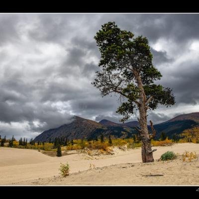 Carcross Desert - YUKALAS66
